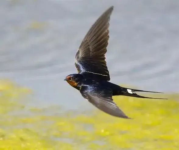 Zdjęcie Czy jaskółki naprawdę przynoszą szczęście? Poznaj ich symbolikę i przesądy