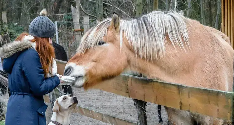Zdjęcie Jak zrobić ciastka dla koni, które zachwycą Twojego pupila i zadbają o zdrowie