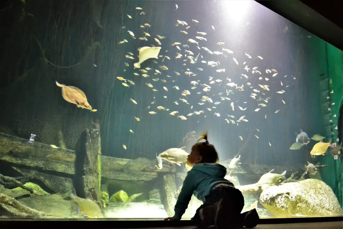 Zdjęcie Ceny biletów do oceanarium Stralsund - uniknij kolejek i oszczędzaj