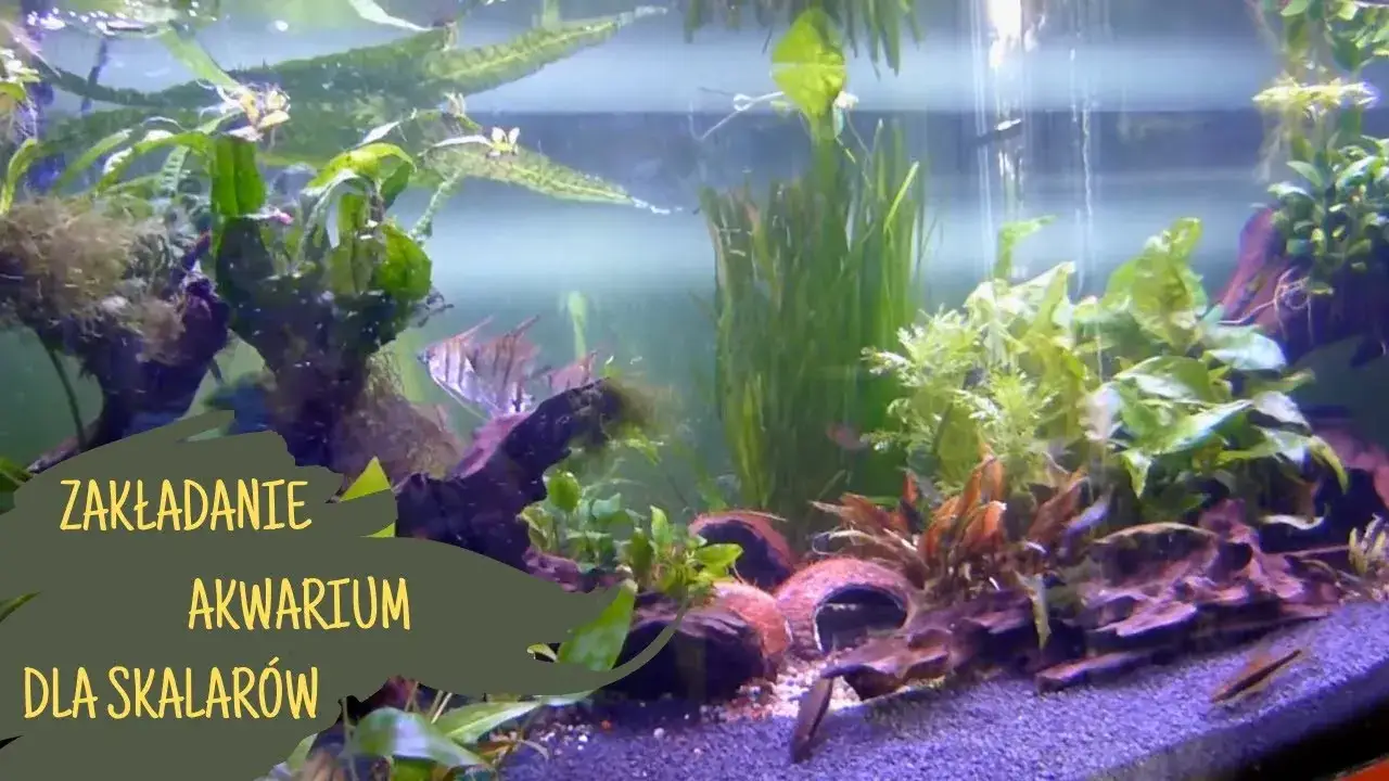 Zdjęcie Jak urządzić akwarium dla skalarów: unikaj najczęstszych błędów