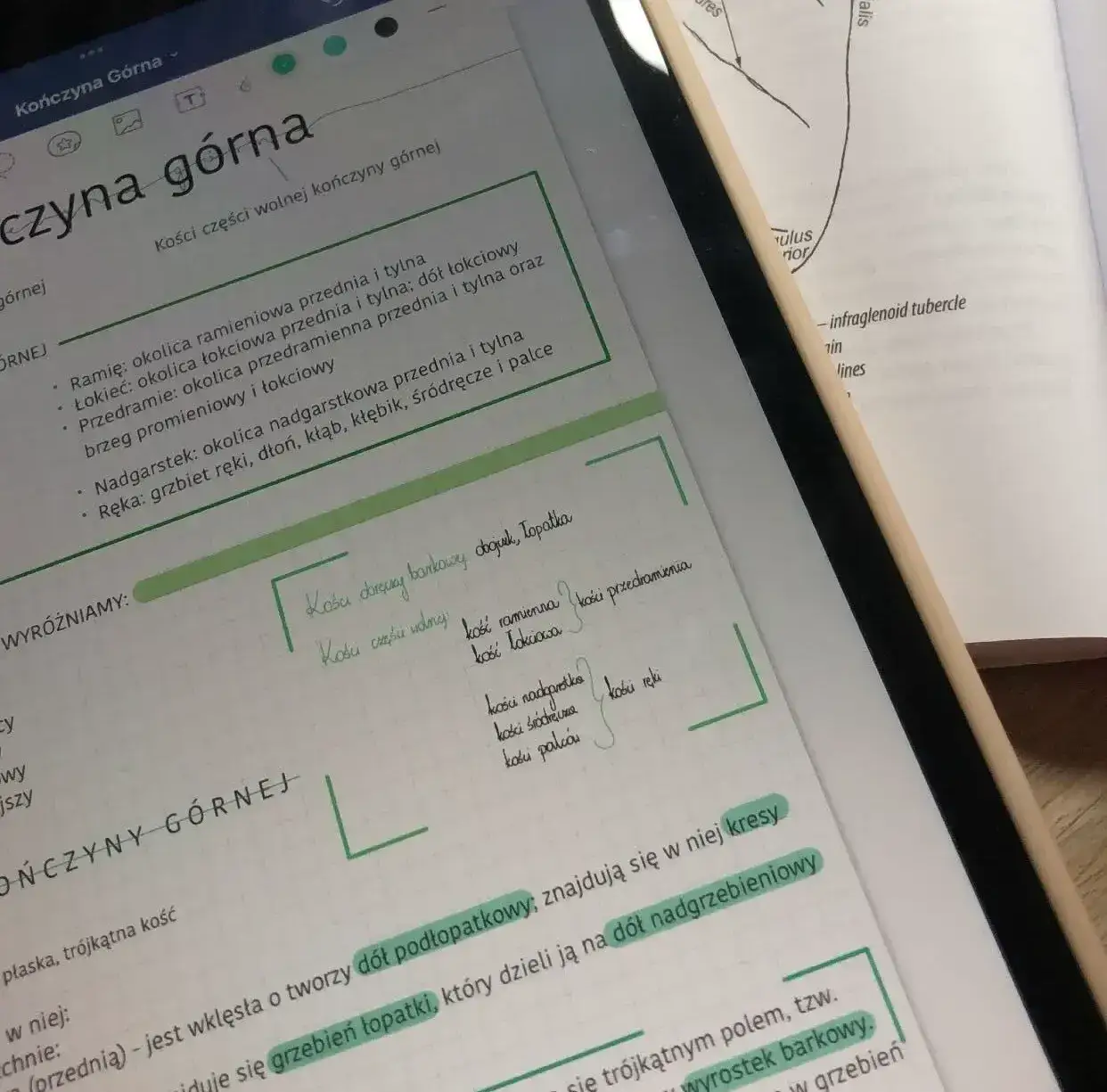 Zdjęcie Jak uczyć się anatomii? Skuteczne metody i narzędzia dla student&oacute;w