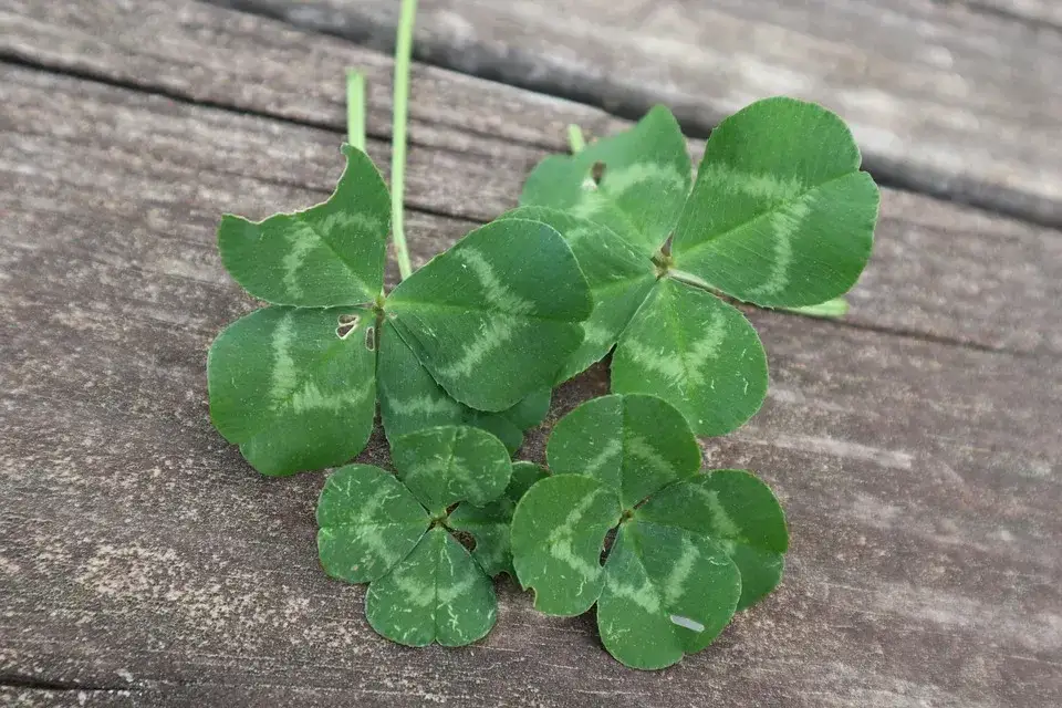 Zdjęcie Czy czterolistna koniczyna przynosi szczęście? Odkryj prawdę za przesądami