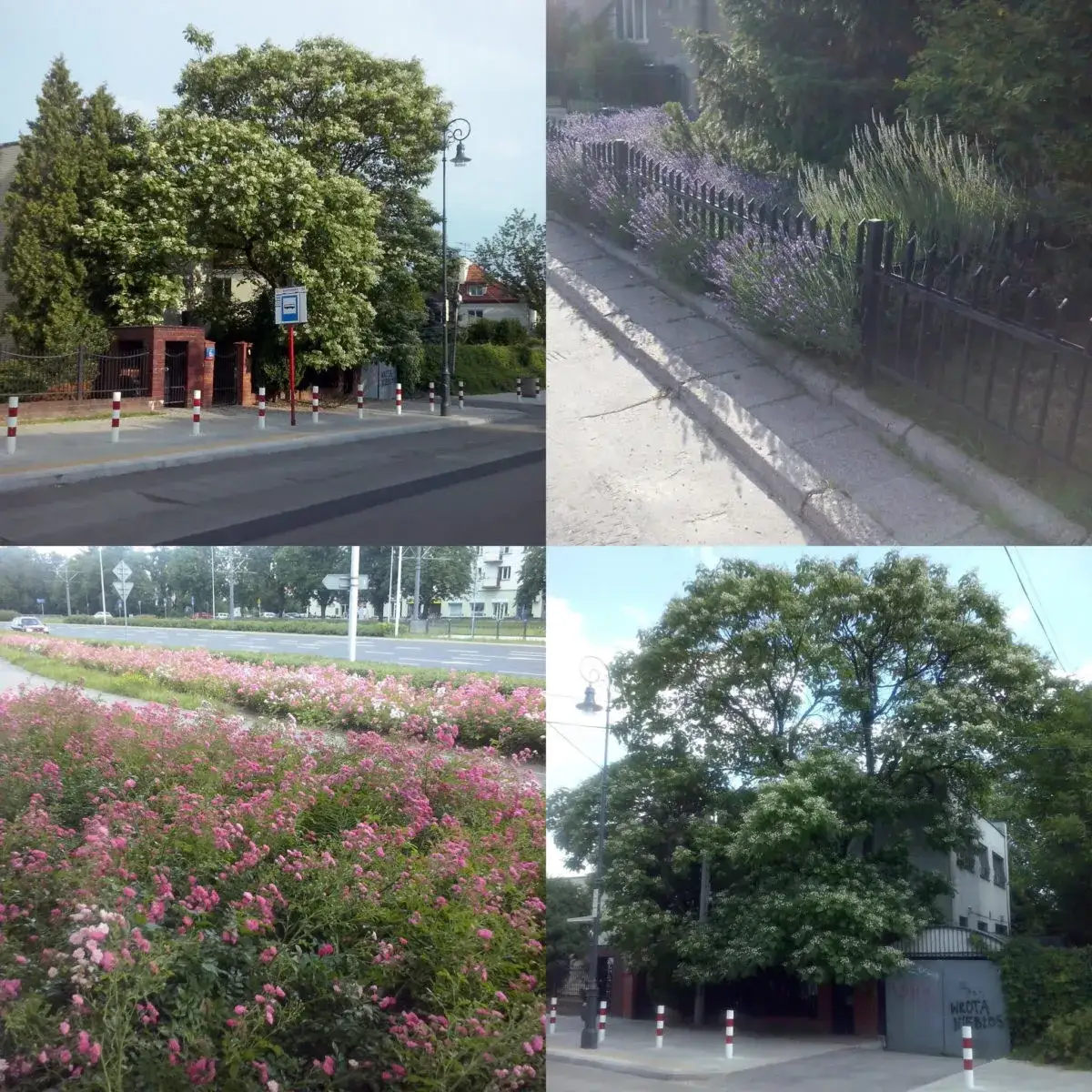 Zdjęcie Jakie drzewa sadzić na osiedlach - wybierz najlepsze gatunki dla alergików