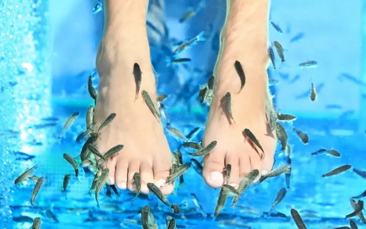 Zdjęcie Rybki co jedzą naskórek: korzyści i zagrożenia związane z Garra Rufa