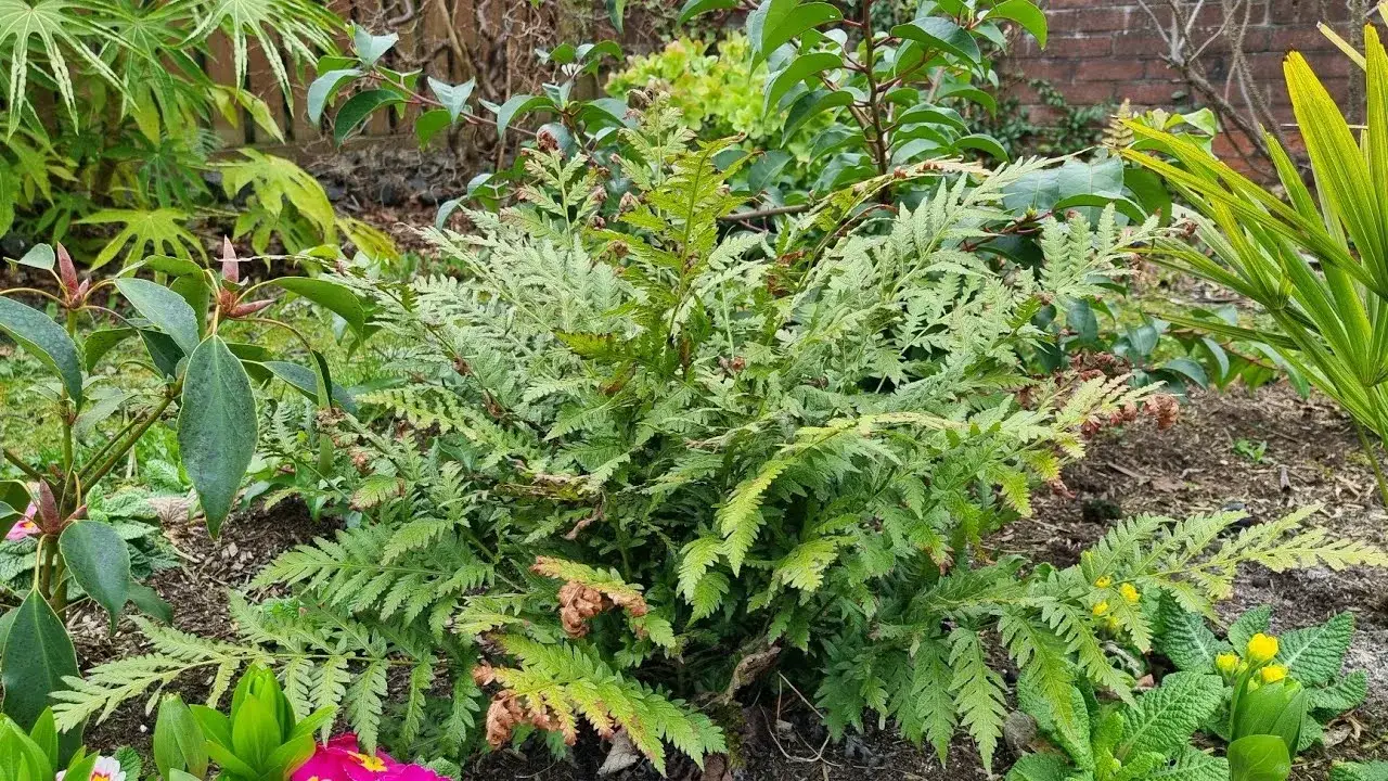 Zdjęcie Paprocie ogrodowe: kiedy przycinać, aby uniknąć błędów w pielęgnacji