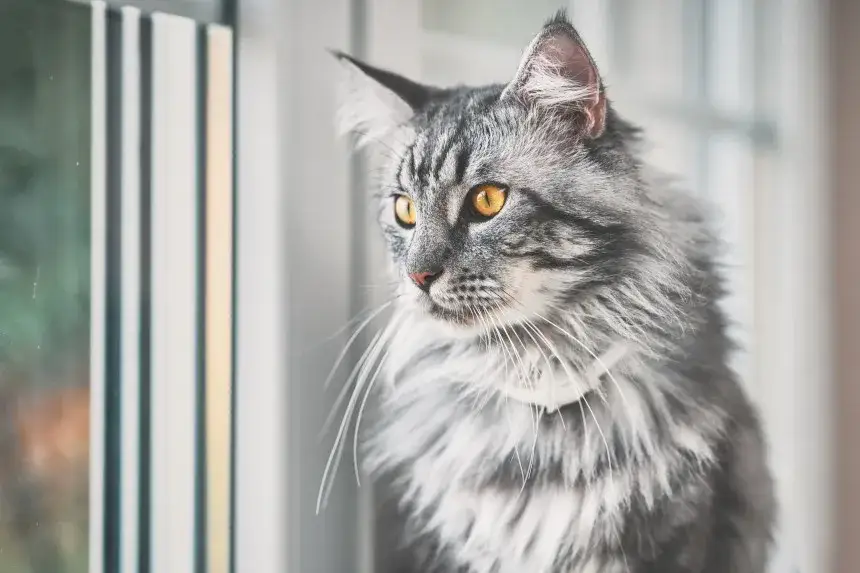 Zdjęcie Maine Coon: Włosy czy sierść? Odkryj tajemnice pielęgnacji