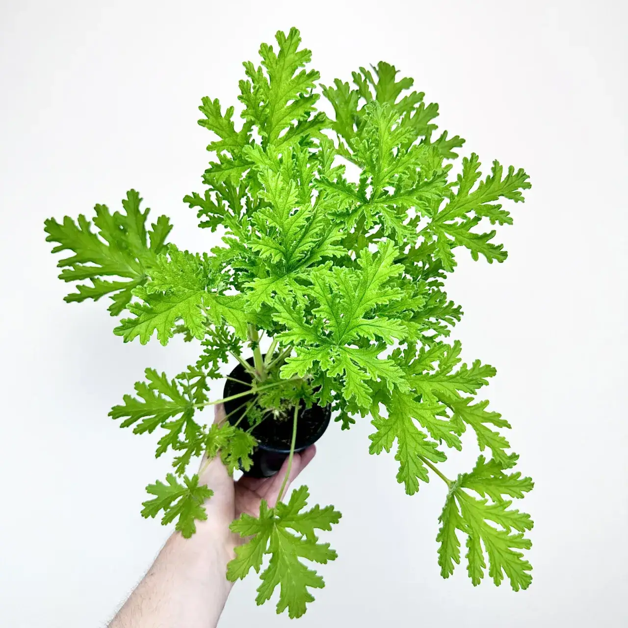 Zdjęcie Gdzie kupić kwiat anginka? Sprawdź najlepsze miejsca i porady