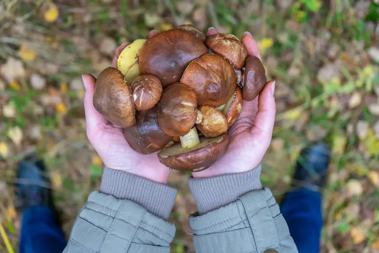 Zdjęcie Kiedy sezon na maślaki? Odkryj najlepszy czas na zbieranie tych grzybów