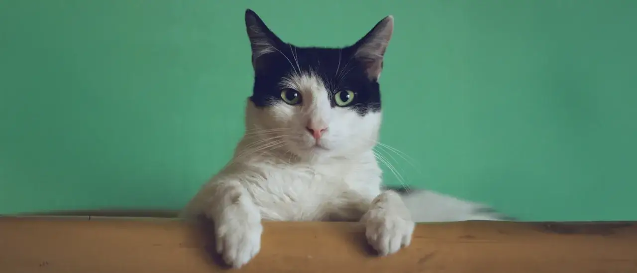 Zdjęcie Sterylizacja kotki - co warto wiedzieć o zabiegu i jego skutkach