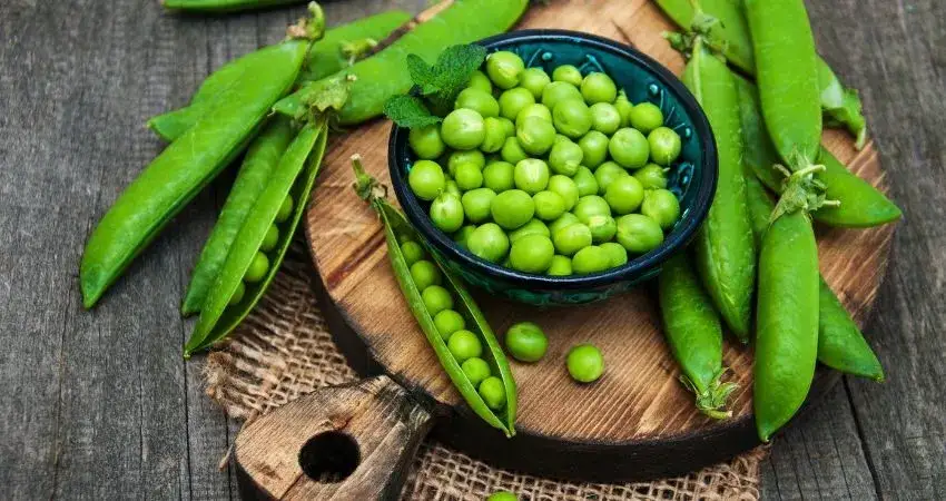 Zdjęcie Czy pies może jeść groszek? Poznaj korzyści i zagrożenia związane z dietą