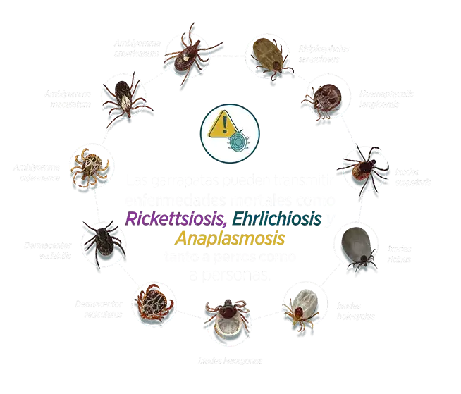 Zdjęcie ¿A qué grupo pertenece la garrapata? Conoce su sorprendente clasificación