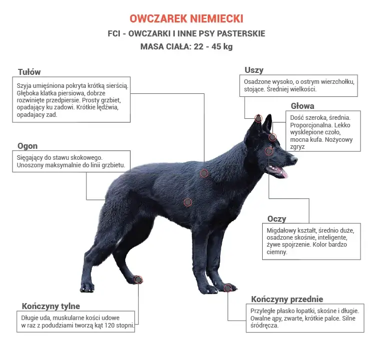 Zdjęcie Owczarek niemiecki użytkowy – co to znaczy i jak go rozpoznać?