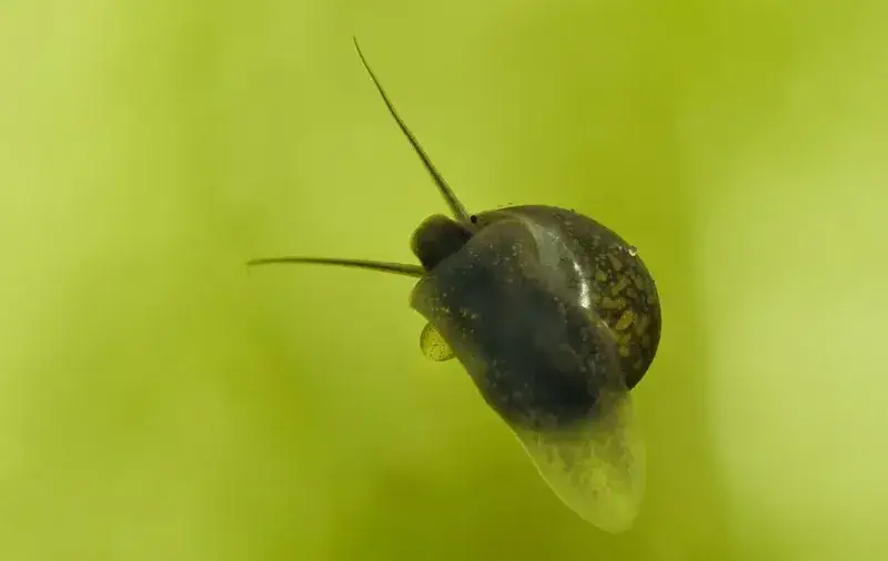 Zdjęcie Jak rozmnażają się ślimaki akwariowe? Odkryj sekrety ich hodowli