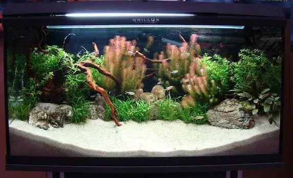 Zdjęcie Ile rybek w akwarium 10l? Odkryj, jak uniknąć problemów z hodowlą