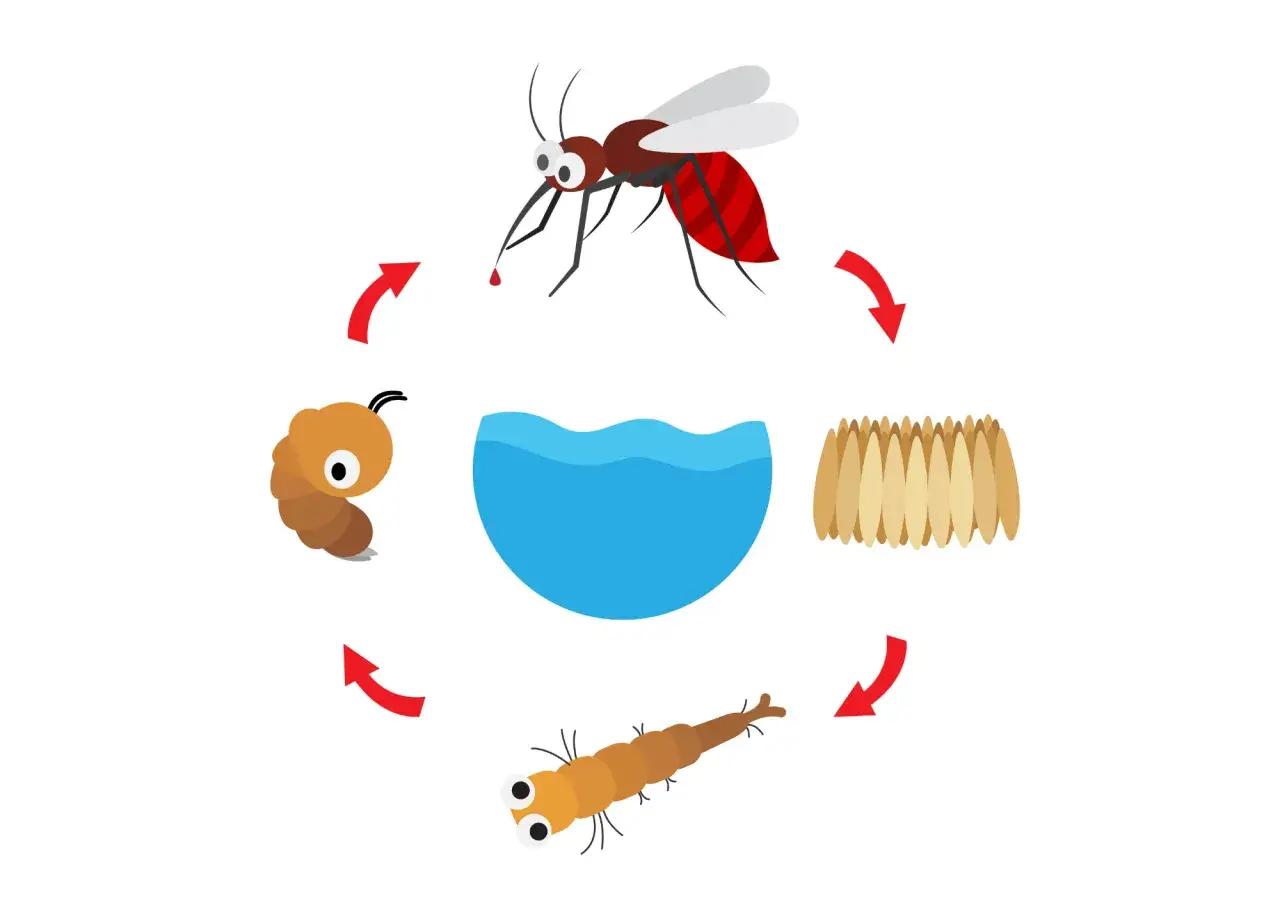 Zdjęcie Jak rozmnażają się komary? Odkryj zaskakujące etapy ich życia