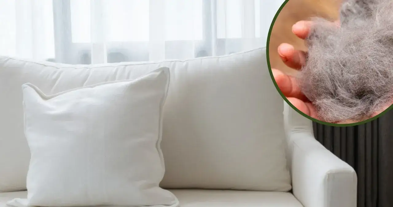 Zdjęcie Skuteczne sposoby na pozbycie się sierści z kanapy bez wysiłku