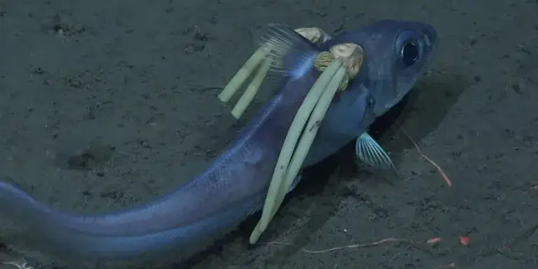 Zdjęcie Ile oceanu jest odkryte? Zaskakujące fakty o głębinach oceanicznych