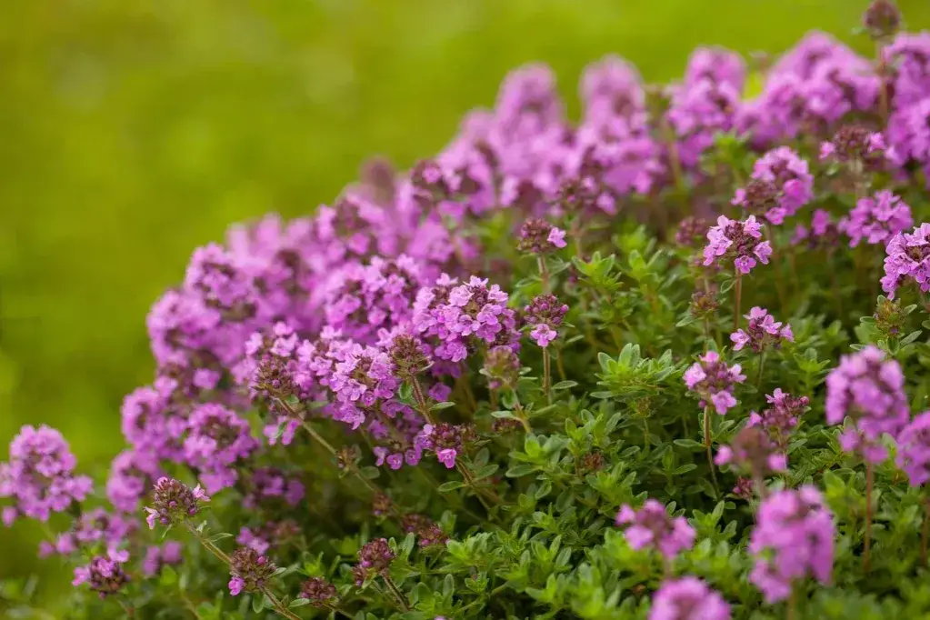 Zdjęcie Kiedy siać nasiona macierzanki? Optymalne terminy i porady