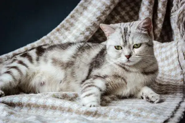 Zdjęcie Cu&aacute;nto dura el embarazo de un gato y qu&eacute; hacer si se retrasa