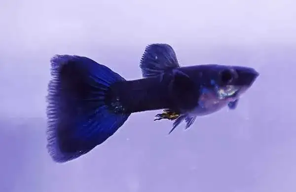 Zdjęcie Ile kosztuje gupik? Sprawdź ceny i wybierz zdrowe ryby