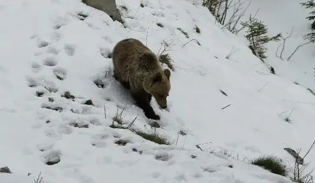 Zdjęcie Czy na Babiej Górze są niedźwiedzie? Rzadkie spotkania i bezpieczeństwo