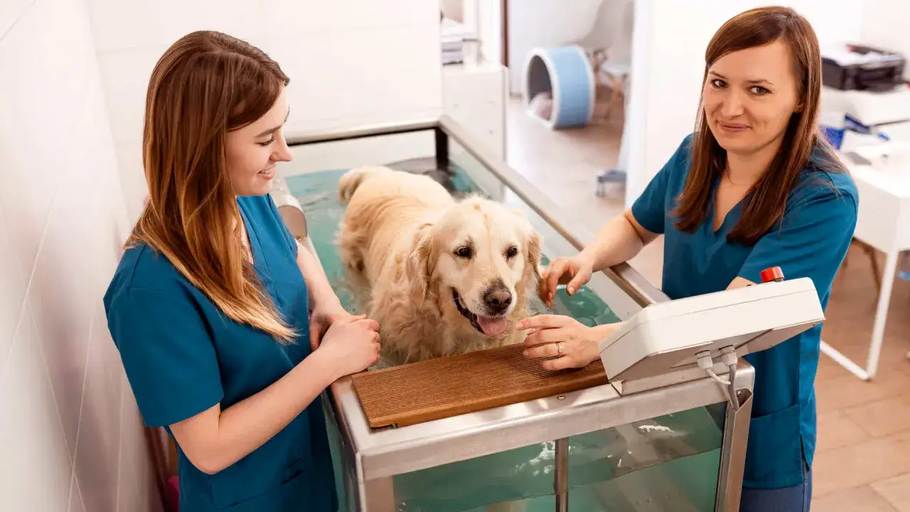 Zdjęcie Gdzie pracuje weterynarz? Miejsca pracy, zarobki i perspektywy kariery