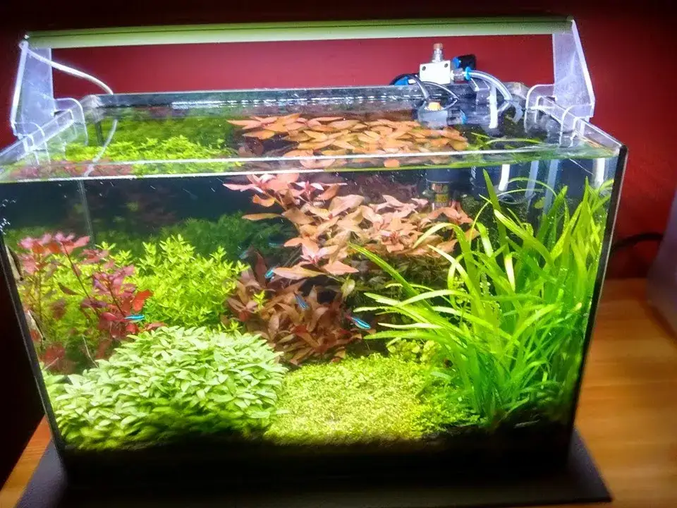 Zdjęcie Ile dojrzewa akwarium? Kluczowe czynniki wpływające na czas cyklu