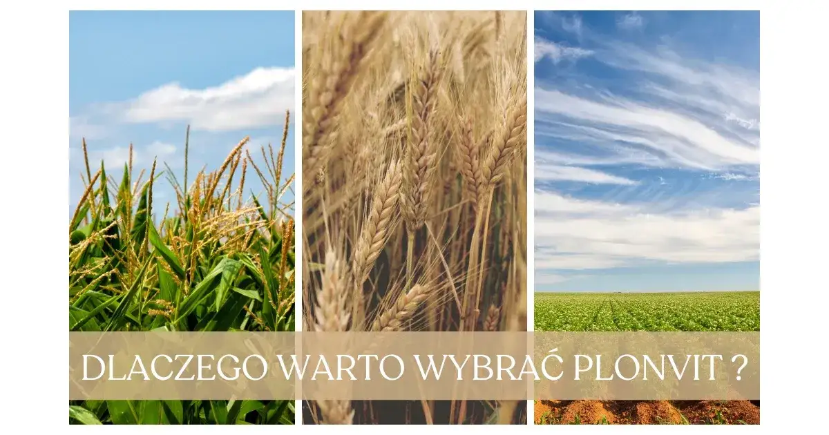 Zdjęcie Plonvit zboża z czym łączyć, aby uniknąć błędów w uprawie