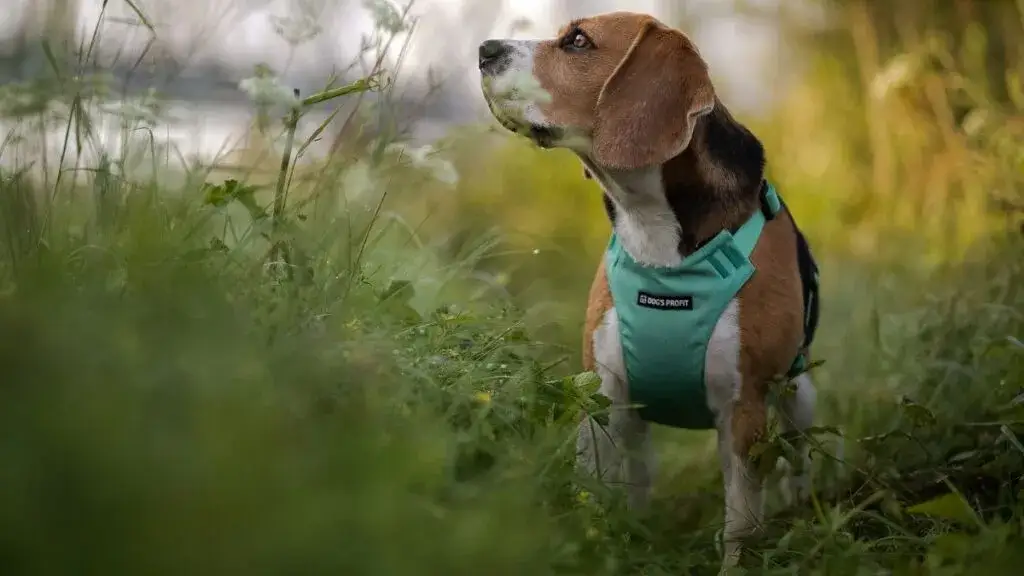 Zdjęcie Czy pies może jeść trawę? Zaskakujące powody i co powinieneś wiedzieć
