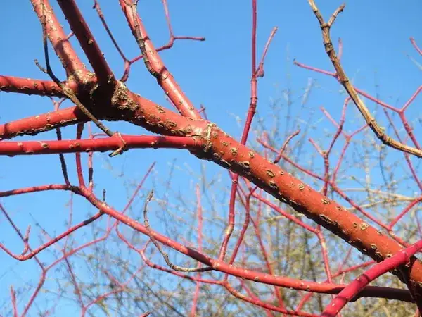 Zdjęcie Jak przycinać dereń czerwony, aby uzyskać intensywne czerwone pędy