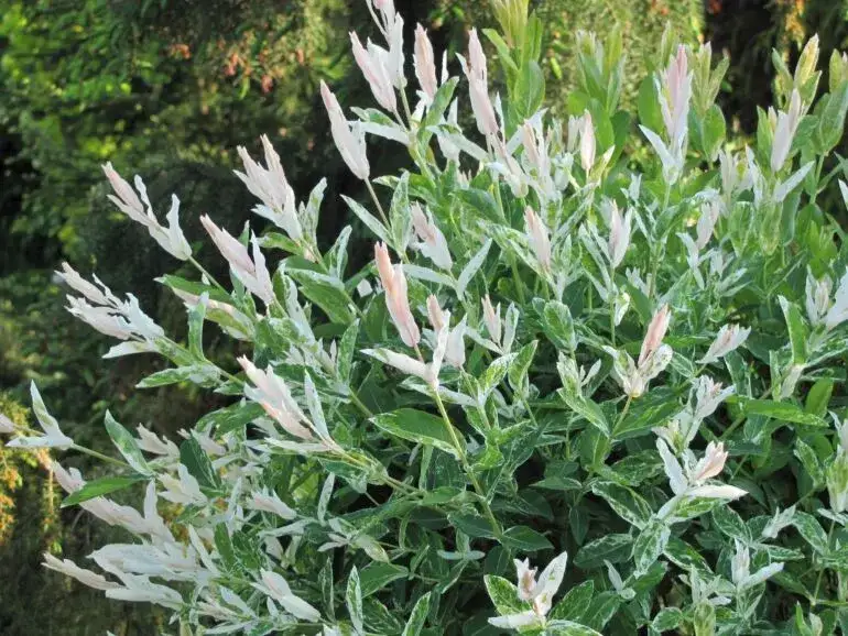 Zdjęcie Jaka wierzba na żywopłot - idealne gatunki i ich pielęgnacja