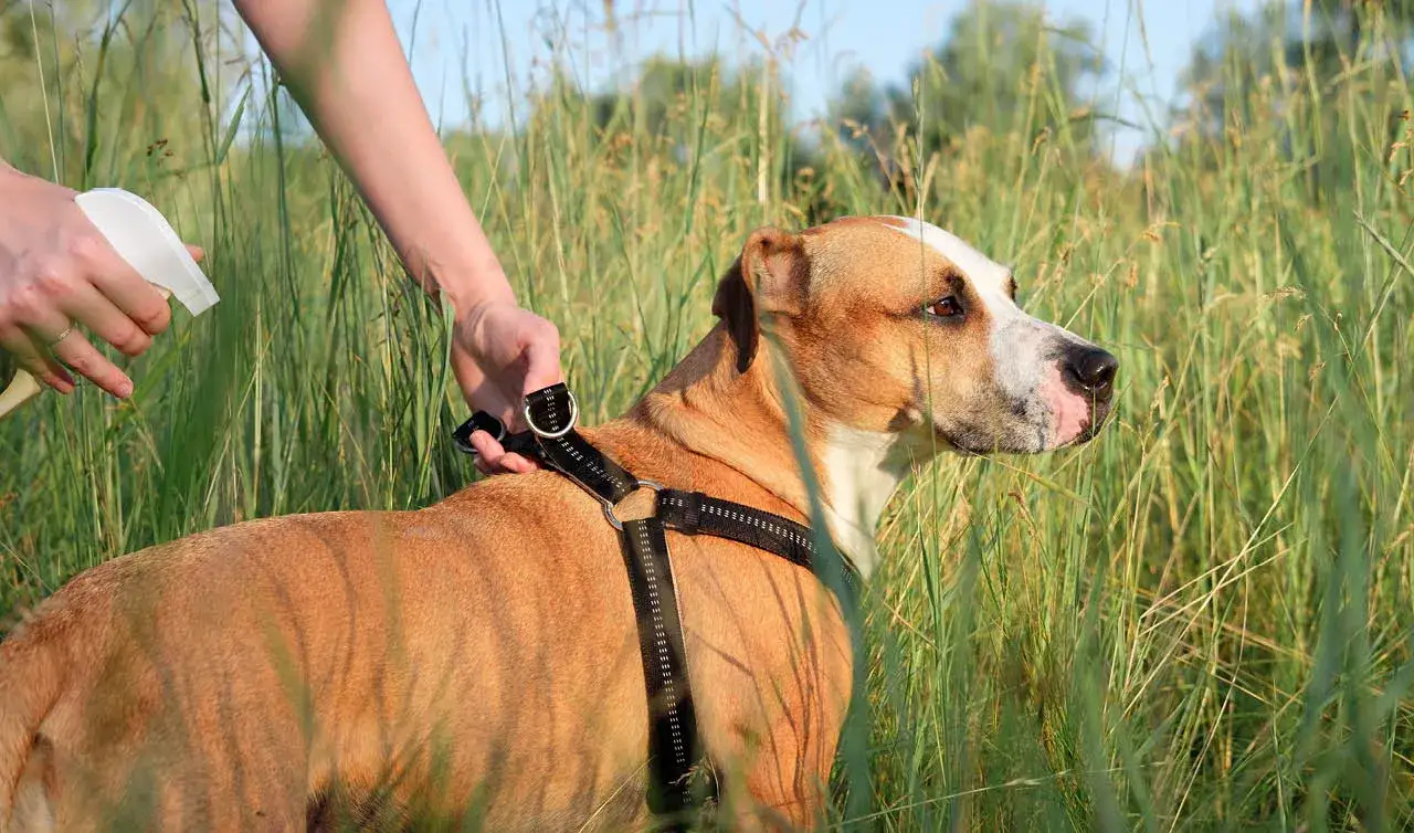 Zdjęcie Co lepsze na pchły: obroża czy krople? Sprawdź skuteczność i wygodę