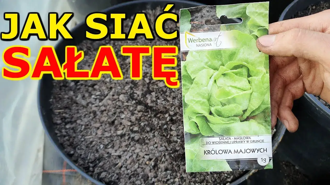 Zdjęcie Kiedy sałatę do gruntu? Najlepszy czas i warunki sadzenia