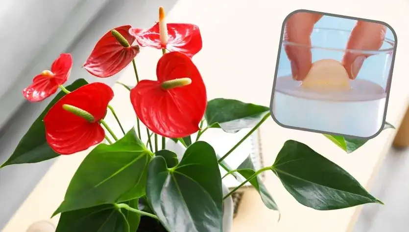 Zdjęcie Jaki nawóz do anturium? Odkryj skuteczne sposoby na zdrowe kwitnienie