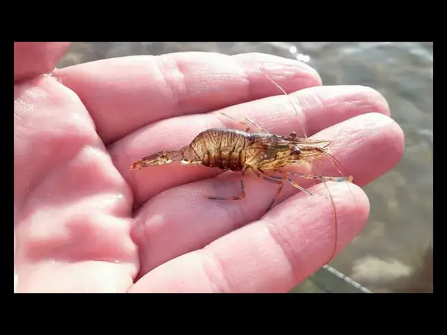 Zdjęcie Krewetki w Bałtyku - poznaj wszystkie gatunki występujące w polskim morzu