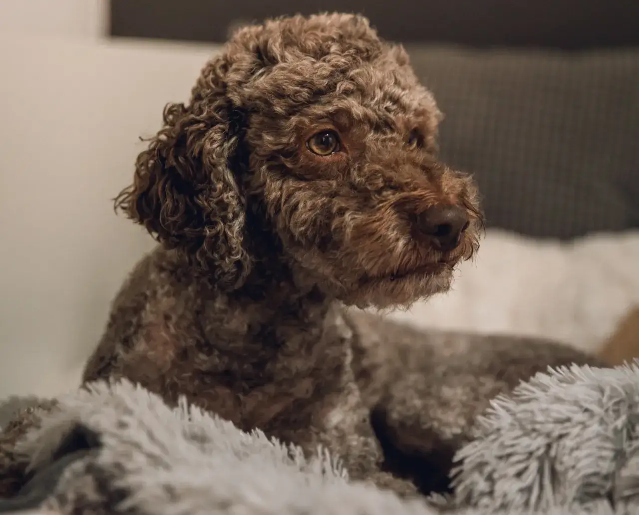 Zdjęcie Pies z sierścią jak owca: odkryj rasy o wełnianym futrze