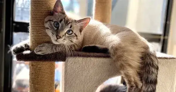 Zdjęcie Czy koty mają duszę? Odkryj tajemnice ich emocjonalnego świata