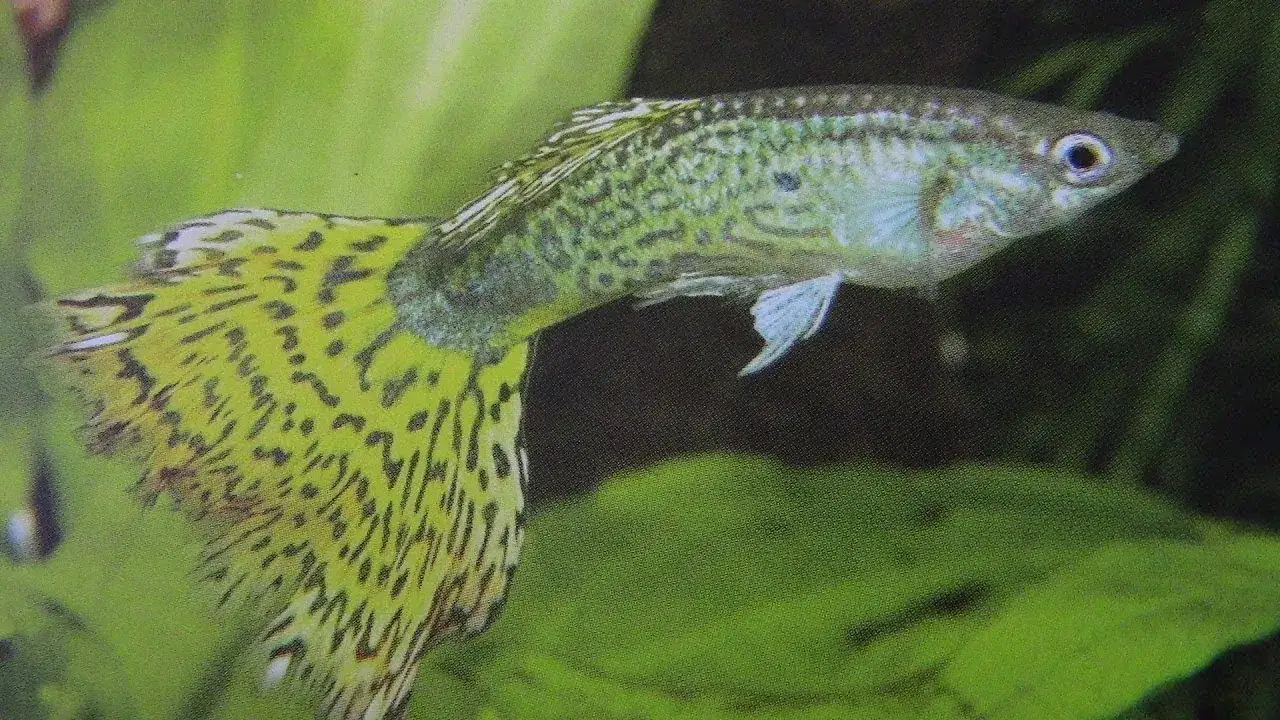 Zdjęcie Jak wyglądają gupiki? Odkryj ich niezwykłe kolory i cechy