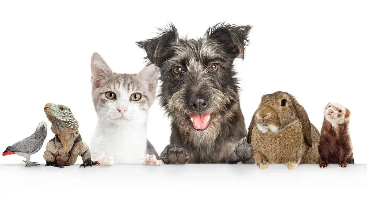 Zdjęcie Czy pies ma duszę? Odkryj kontrowersje i wierzenia na ten temat