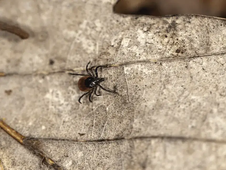 Zdjęcie Kiedy pojawiają się kleszcze i jak się przed nimi chronić?