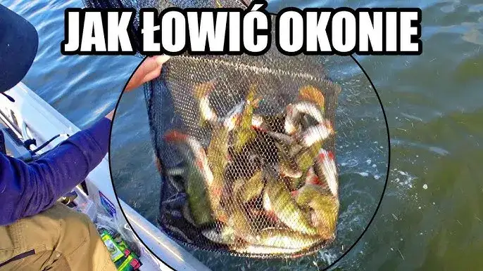 Zdjęcie Jaki haczyk na okonia? Najlepsze wybory i sprawdzone techniki łowienia