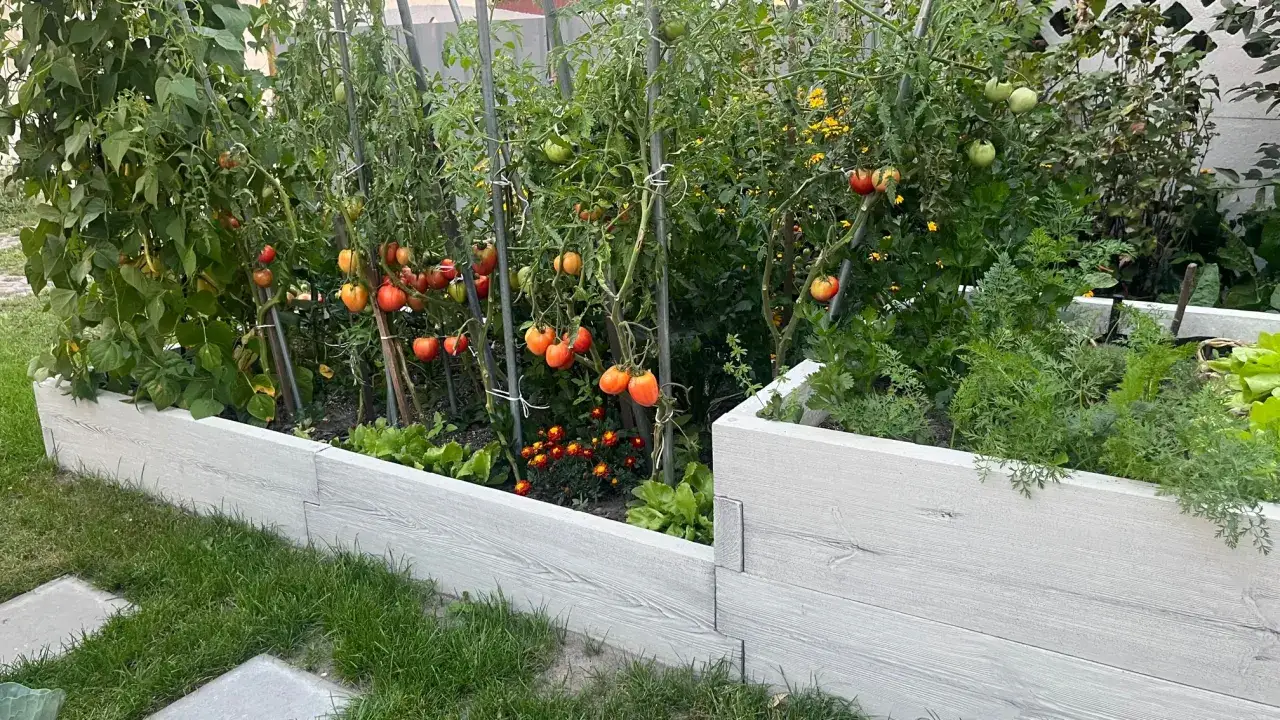 Zdjęcie Jak uprawiać pomidory: proste błędy, które mogą zrujnować plony