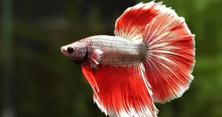 Zdjęcie Jakie rybki mogą żyć bez filtra? Odkryj idealne gatunki do akwarium