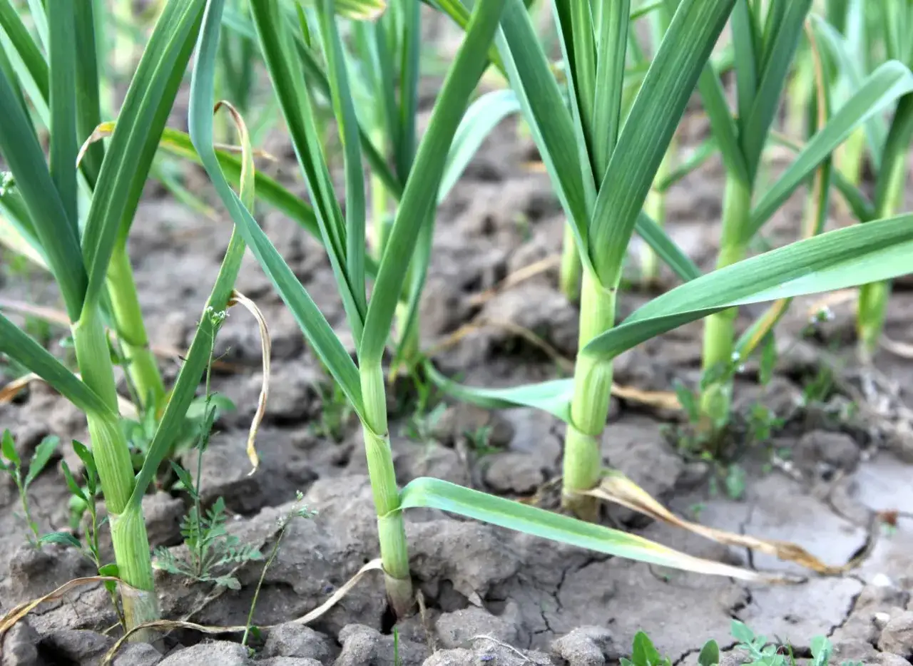 Zdjęcie Jak zrobić nawóz z czosnku – proste metody i korzyści dla roślin