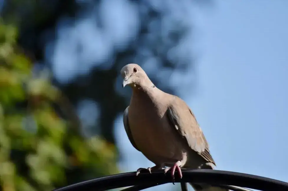 Zdjęcie Jak poprawić szybkość gołębi pocztowych - skuteczne metody i strategie