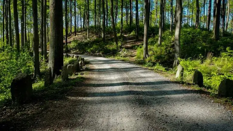 Zdjęcie Najlepsze atrakcje w Puszczy Bukowej, które musisz zobaczyć