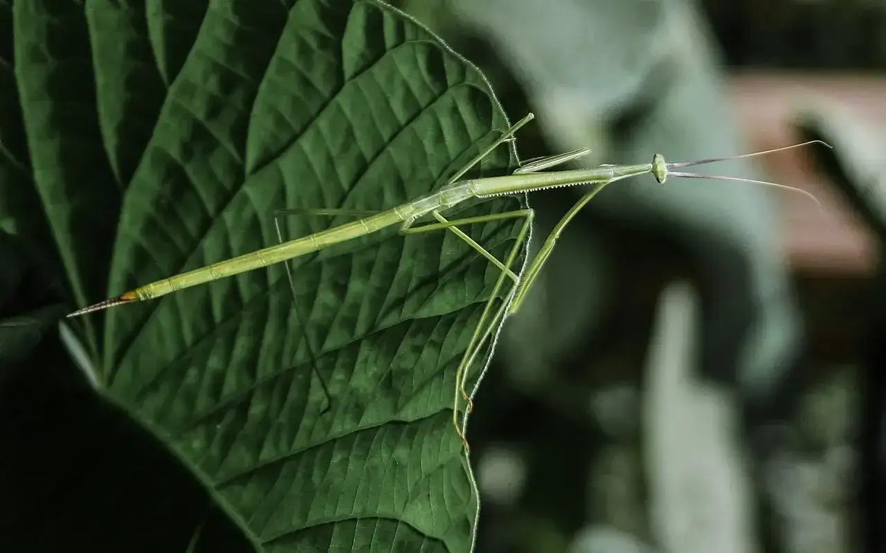 Zdjęcie Patyczaki jak się rozmnażają: sekrety rozmnażania płciowego i partenogenezy