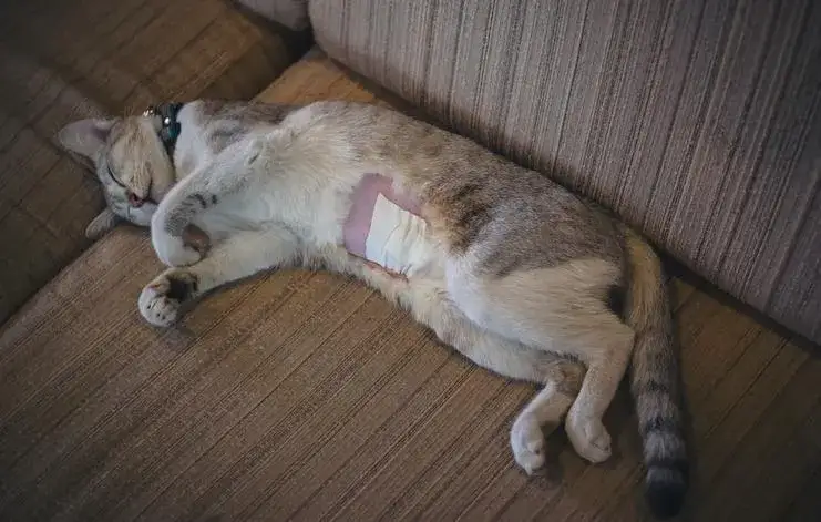 Zdjęcie A qué edad se puede castrar un gato hembra y evitar problemas de salud
