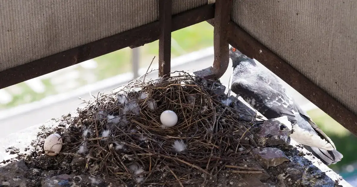 Zdjęcie Co oznacza gniazdo gołębi? Odkryj jego symbolikę i znaczenie