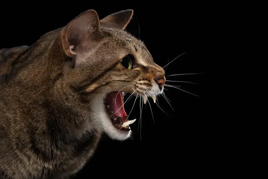 Zdjęcie Czy kocur może zagryźć małe kotki? Poznaj niebezpieczeństwa i ochronę